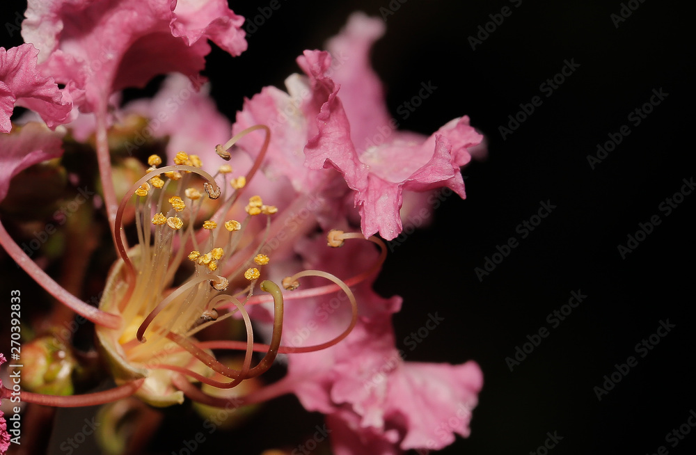 macro Grass Flower pink close up macro Grass Flower pink close up