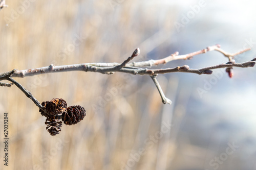 alder cones on a branch in the spring