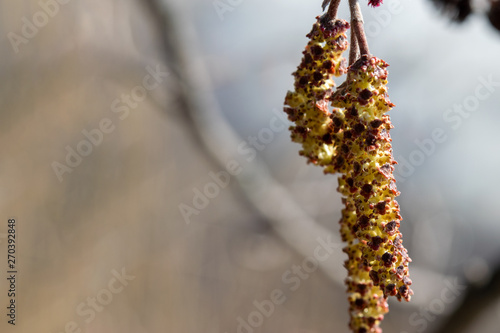 catkins of a birch in spring
