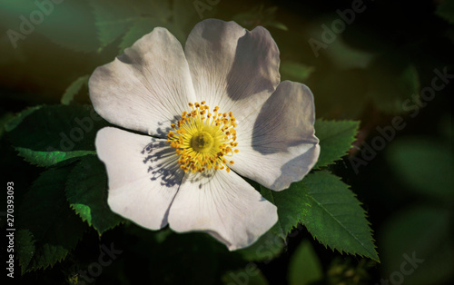 Delicate wild rose flower	 photo