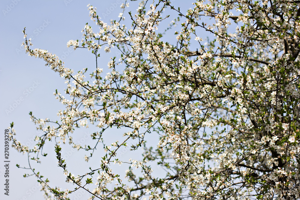 A blossoming tree is a plum. Flowering tree. A blossoming tree is a plum. Flowering tree.