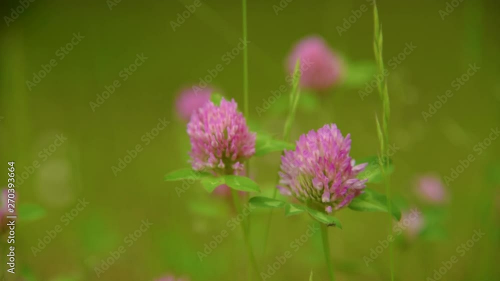 Flower of the clover Flower of the clover