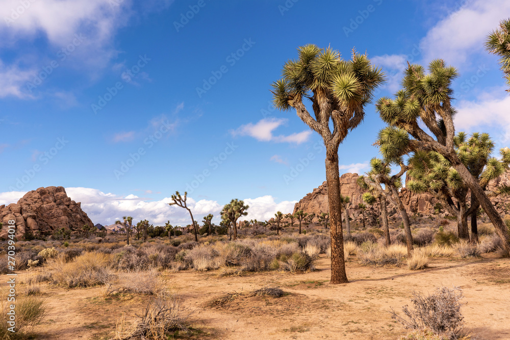 Joshua Tree National park landscape. California, USA.