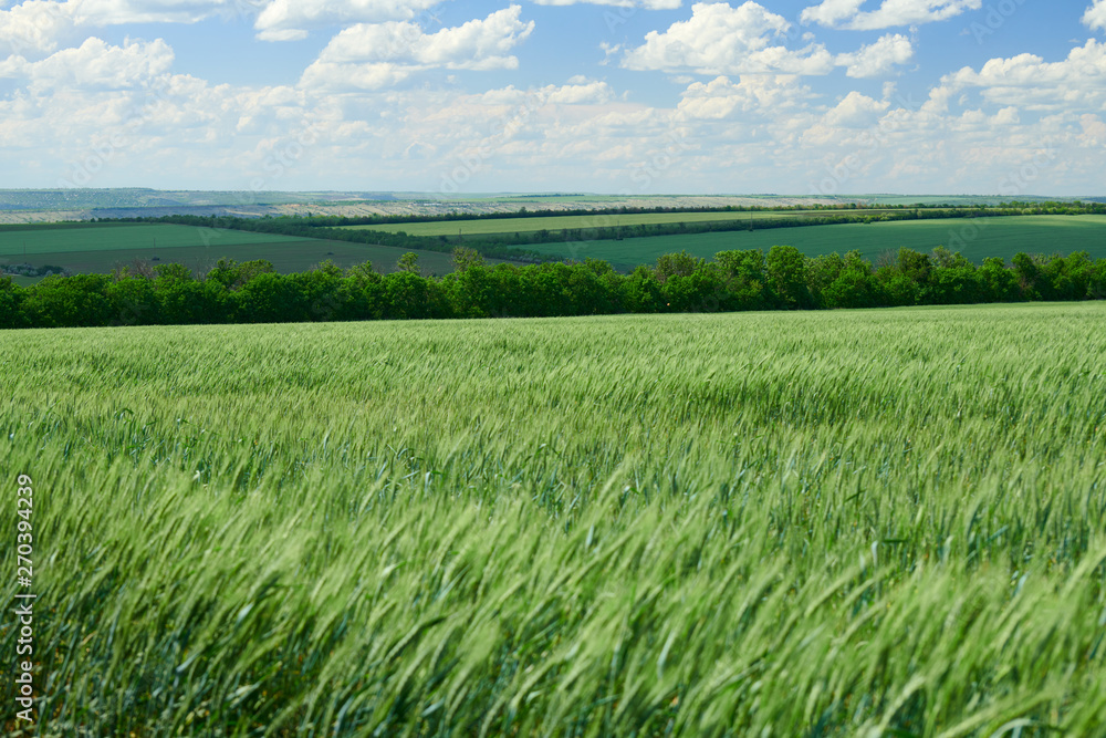 Obraz premium Green wheaten sprouts in the field and cloudy sky. Bright spring landscape.