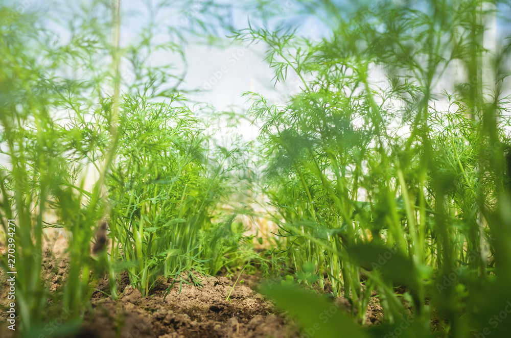 Obraz premium Dill, fennel close-up in a row in the garden. Bright photo. The concept of gardening, cultivation, home gardens. Original perspective. Greenery.