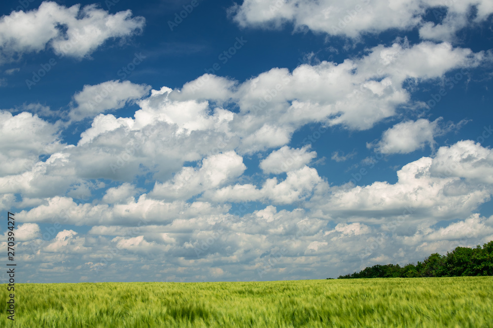 Green wheaten sprouts in the field and cloudy sky. Bright spring landscape. Green wheaten sprouts in the field and cloudy sky. Bright spring landscape.