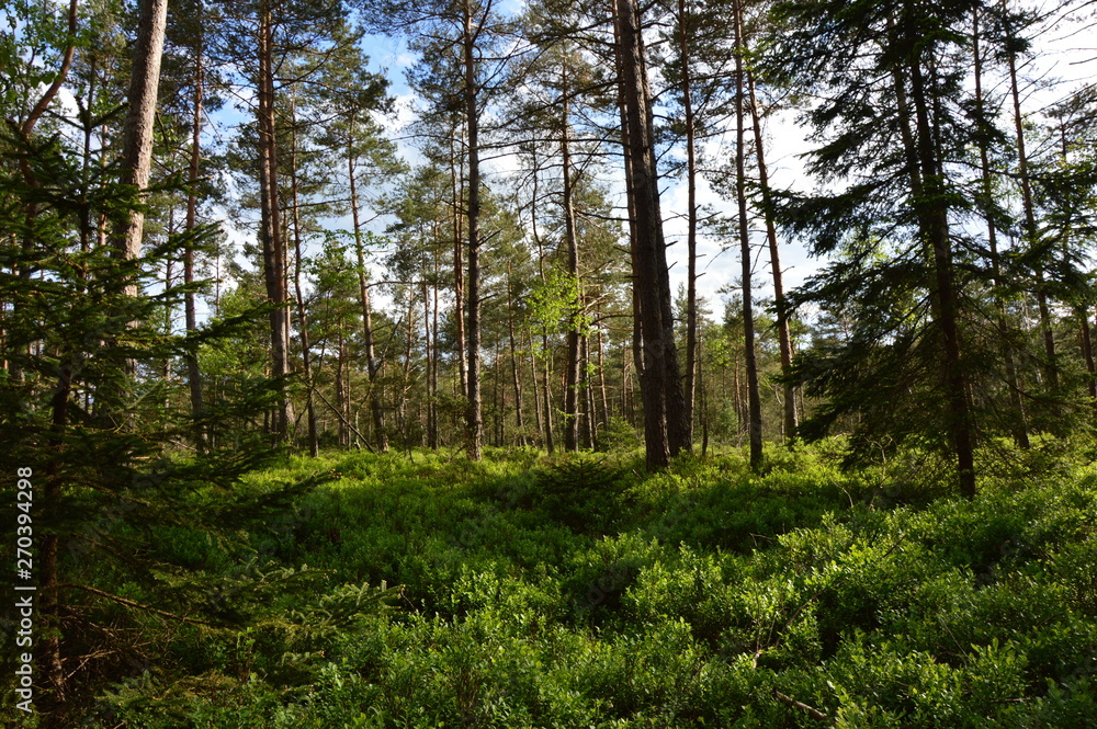 Wald mit Kiefern und Blaubeersträuchern Wald mit Kiefern und Blaubeersträuchern