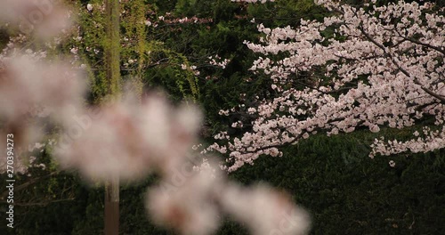 Cherry blossom at the park near the river daytime cloudy long shot photo