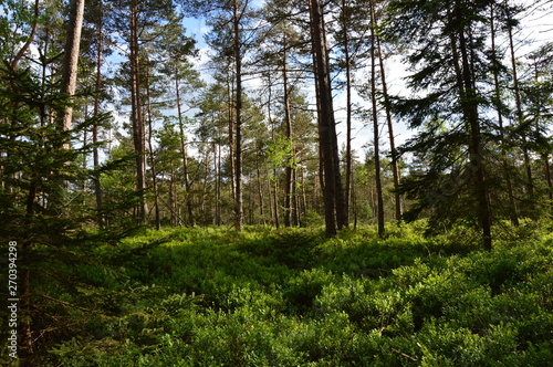 Wald mit Kiefern und Blaubeersträuchern