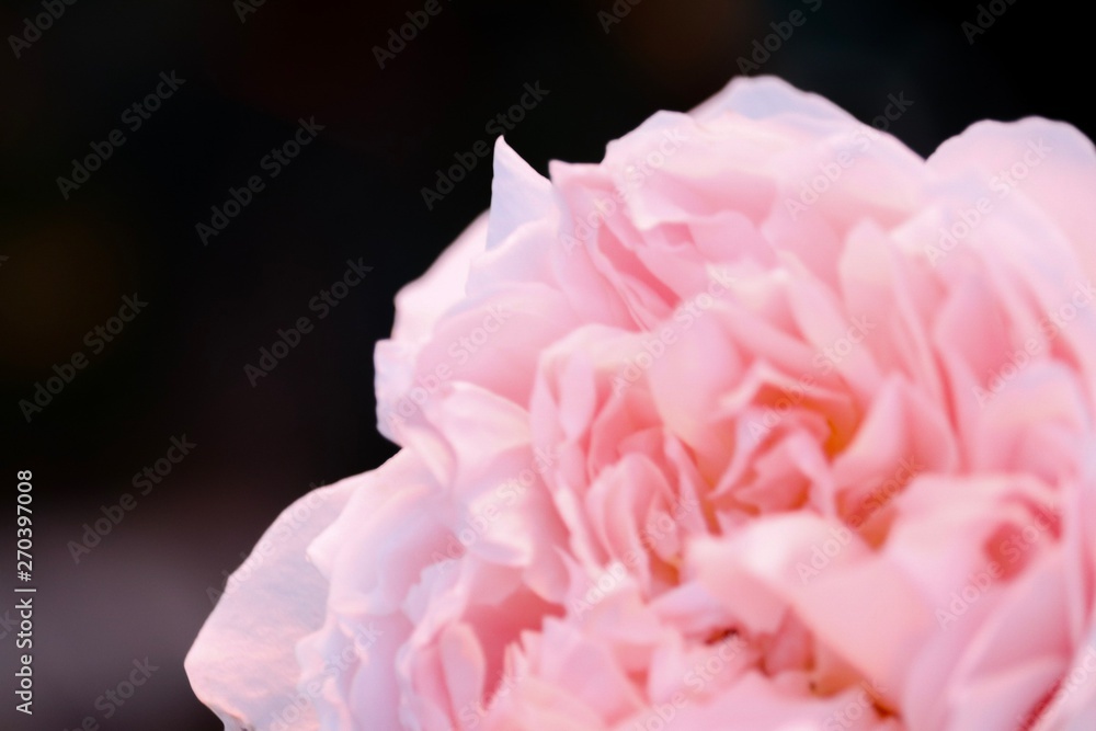 Fototapeta premium バラの花