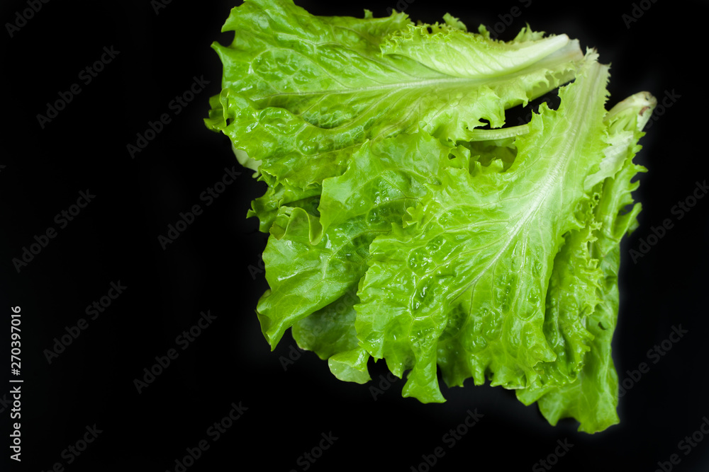 Fotografie Green lettuce isolated on black background. Copy space