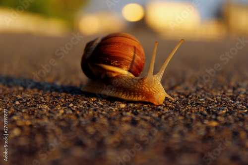 Snail On The Road. Animals, Nature Concept. Snail On The Road Over Green Grass Background.