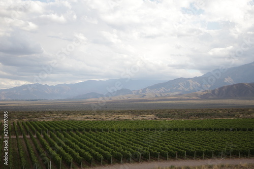 Wallpaper Mural viñas Torontodigital.ca