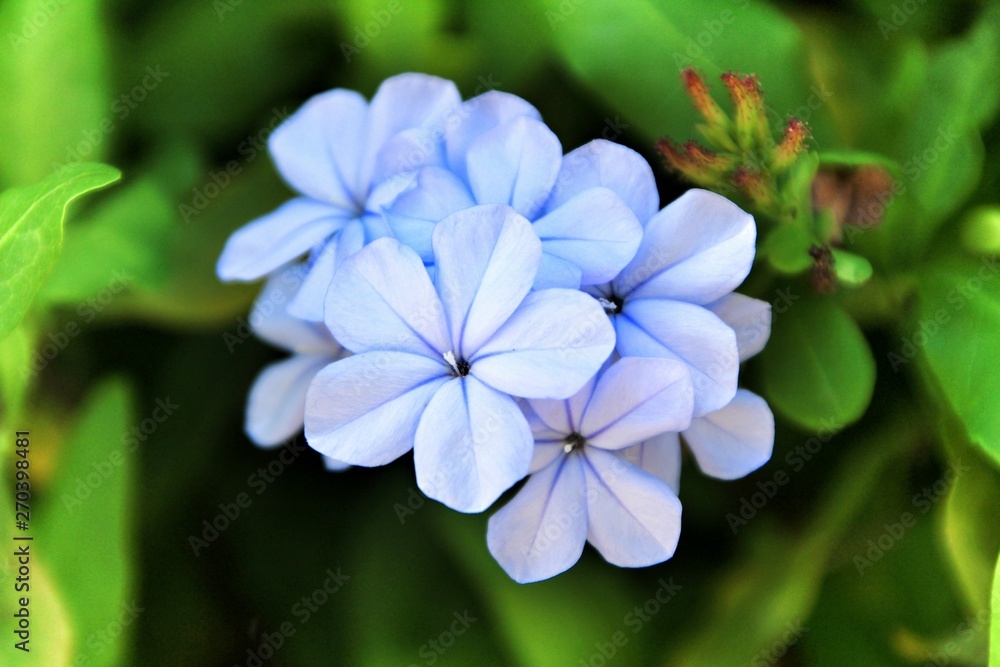 Plumbago Auriculata flowers in the garden Plumbago Auriculata flowers in the garden