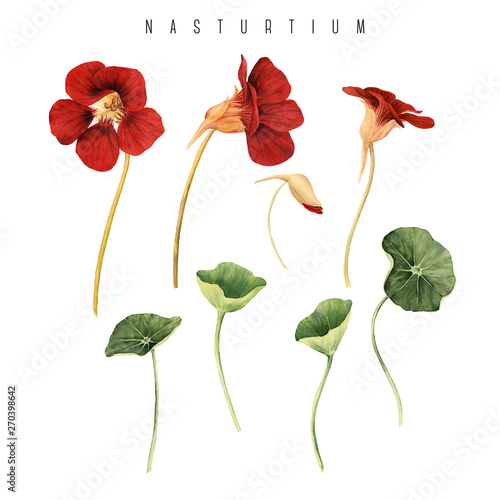 Cuadro en lienzo Nasturtium, watercolor, can be used as greeting card, invitation card for wedding, birthday and other holiday and  summer background