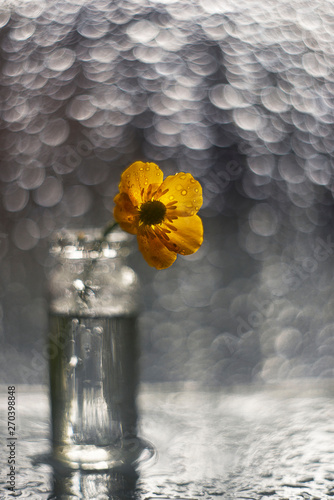 yellow flower on gray bokeh background