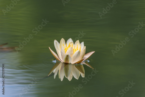 Fototapeta Naklejka Na Ścianę i Meble -  Beautiful lotus flower in pond,The symbol of the Buddha, Thailand.