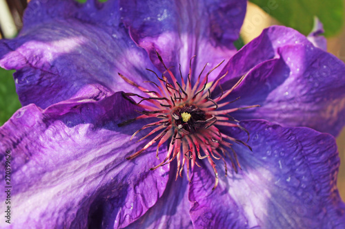 Colorful Flowers Clematis 'Jackmanii' at a garden close up.