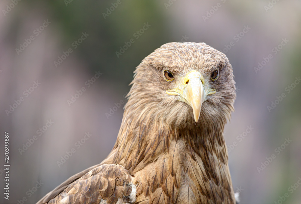 An eagle close up shot.