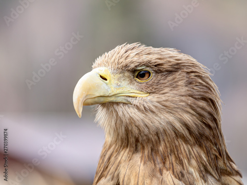 An eagle close up shot.