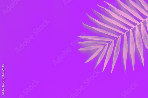 Toned image of tropical palm on a purple background