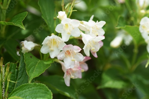 Japanese weigela flowers