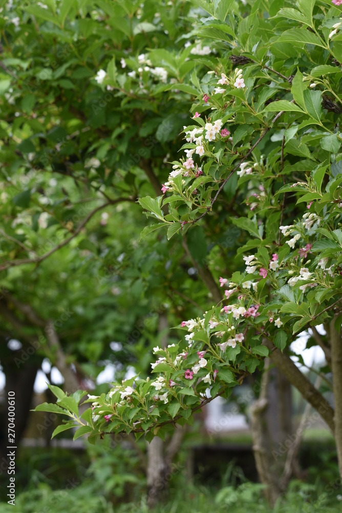 Japanese weigela flowers