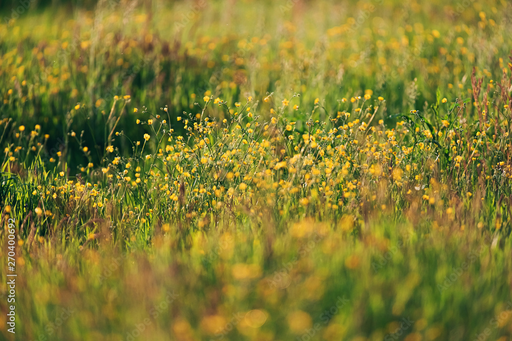 Yellow wild flowers in meadow in spring in evening sunlight. Yellow wild flowers in meadow in spring in evening sunlight.