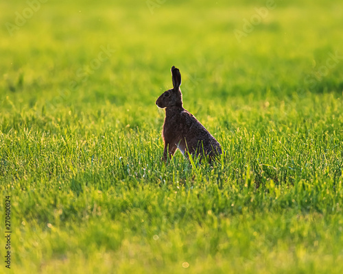 Alert hare in meadow in spring in evening sunlight. © ysbrandcosijn