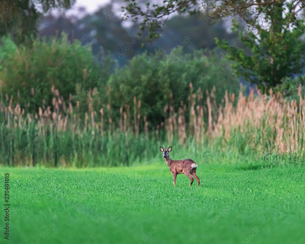 Alert roebuck in farmland in spring at sunset. Alert roebuck in farmland in spring at sunset.