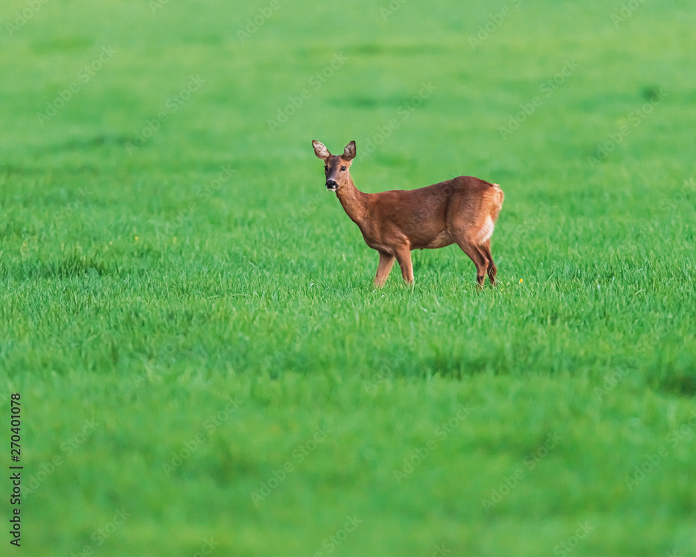 Roe deer doe in meadow in spring in evening sunlight. Roe deer doe in meadow in spring in evening sunlight.