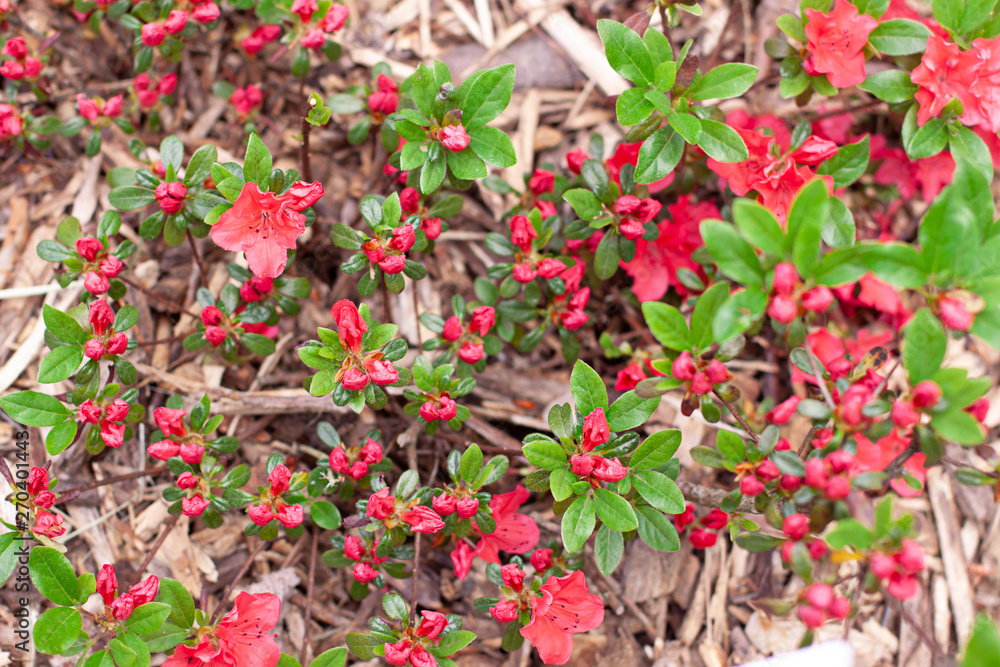 Azalea pink flowers top view background. Spring flower concept pattern Azalea pink flowers top view background. Spring flower concept pattern