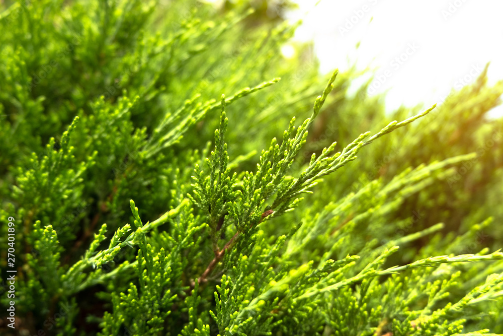 Green branches filled with prickly feathers or pine trees Nature background concept Green branches filled with prickly feathers or pine trees Nature background concept