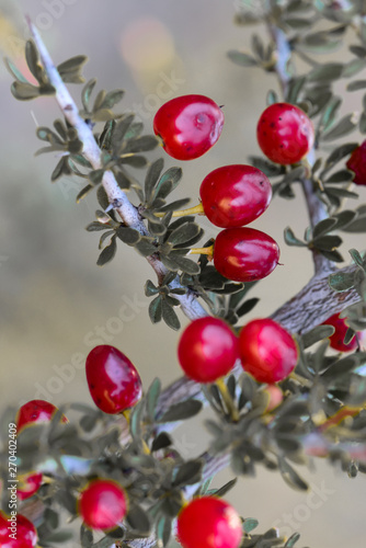 Small red wild fruits in the Pampas forest, Patagonia, Argentina