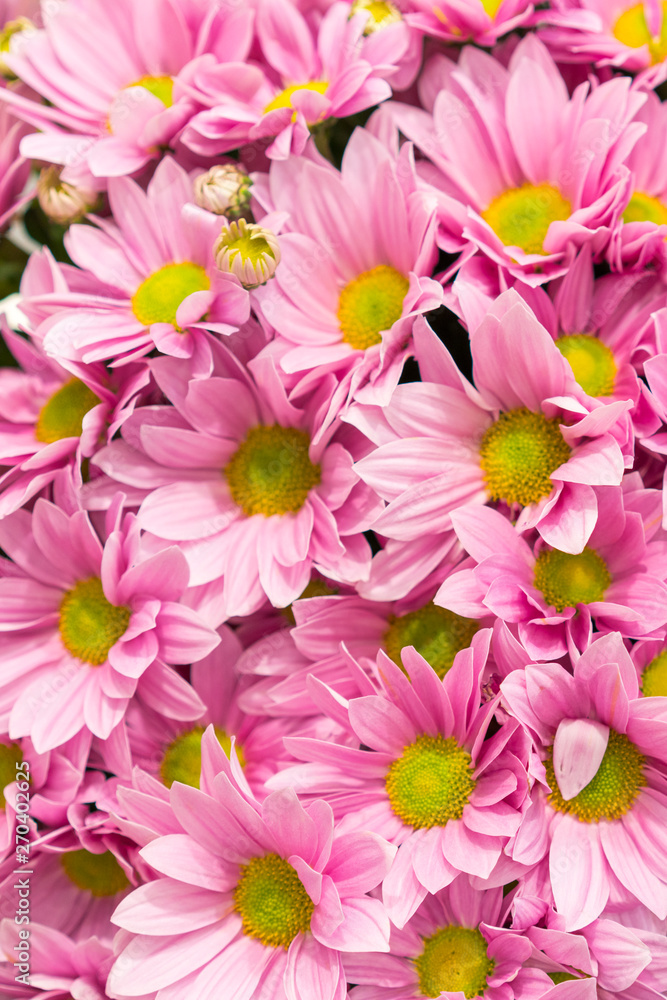 Naklejka chrysanthemum. many pink chrysanthemums. small pink flowers. pink chrysanthemum background. vertical photo