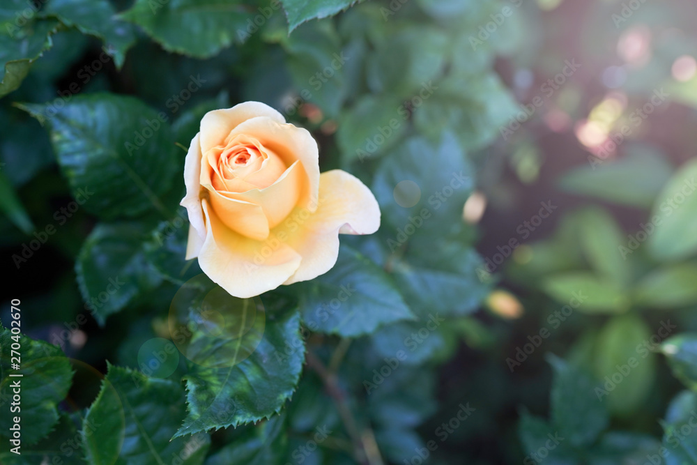 Yellow rose flower in green garden. summer background Yellow rose flower in green garden. summer background