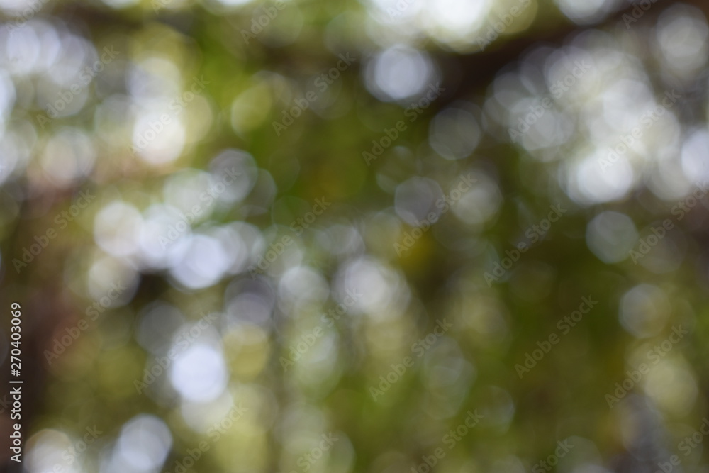 Blurred green tree background