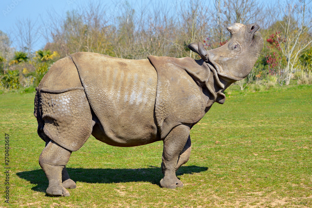 Fototapeta premium Closeup Indian rhinoceros (Rhinoceros unicornis) from profile and lifting the head