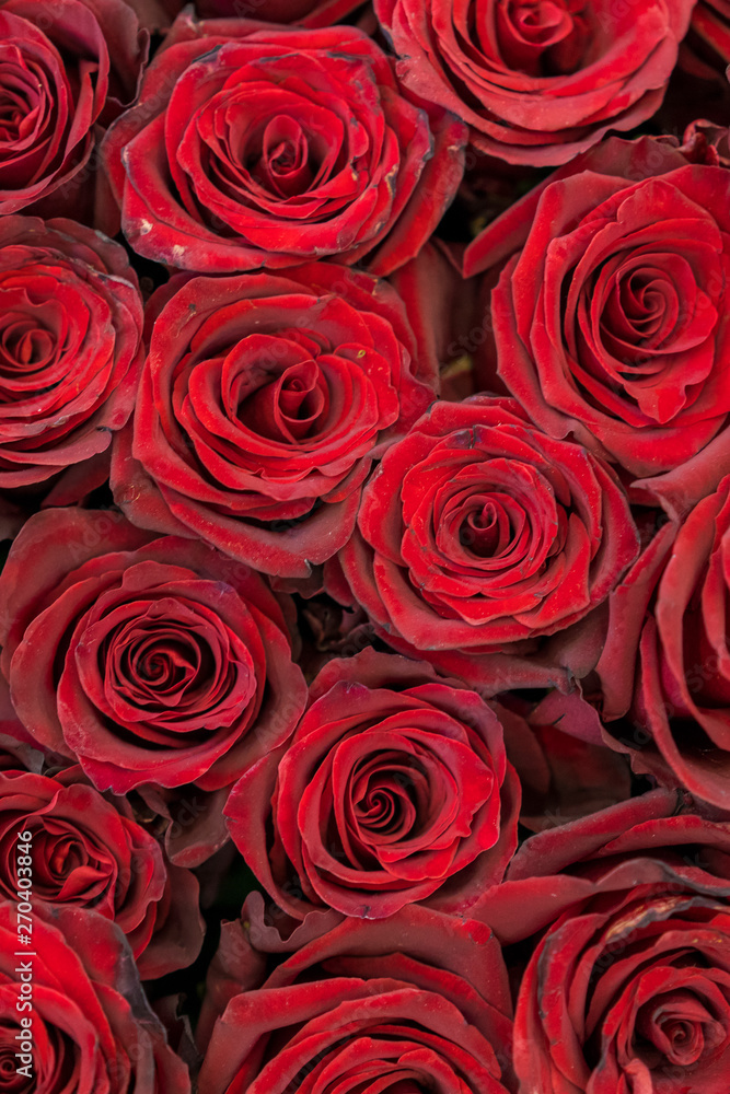 Fototapeta premium Red roses background. Fresh red and burgundy roses. Red rose buds. vertical photo