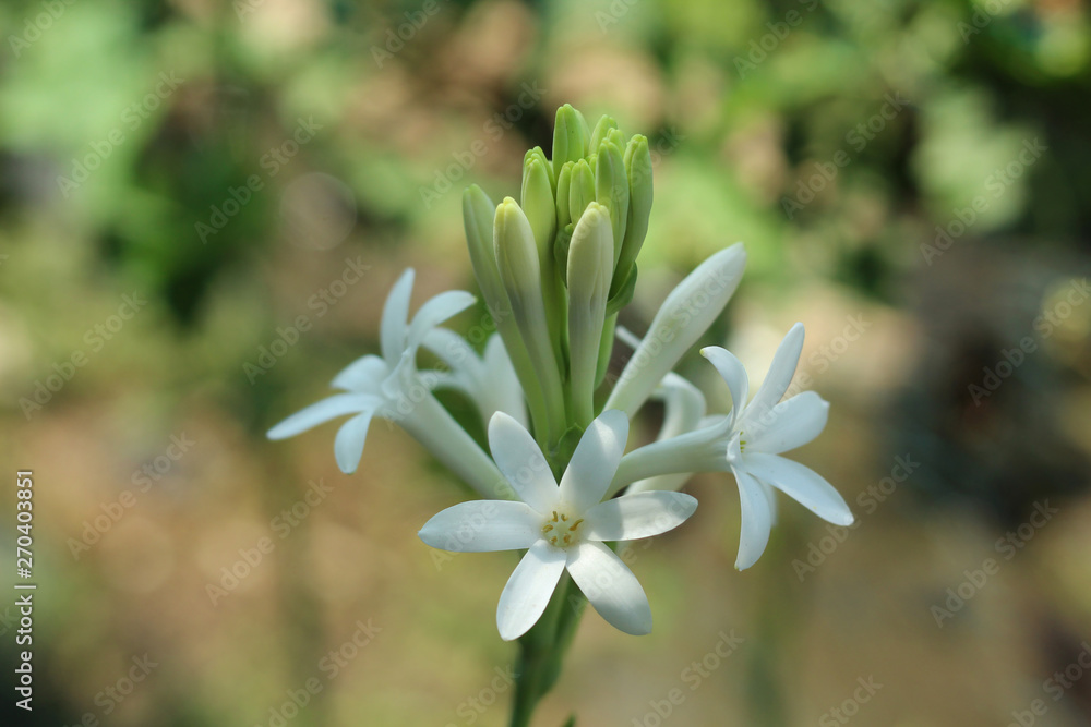 close up of tuberose rajnigandha flower close up of tuberose rajnigandha flower