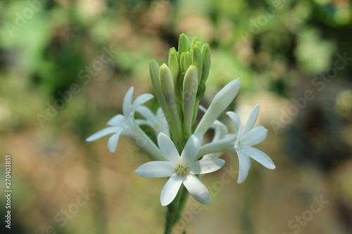 close up of tuberose rajnigandha flower