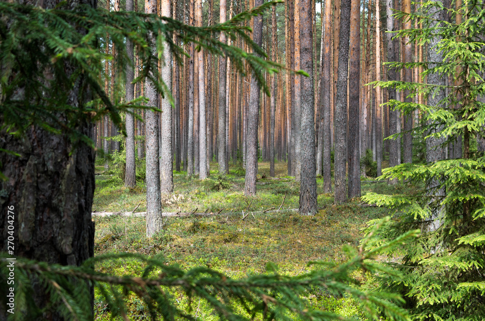 Fototapeta premium Pine forest in spring.