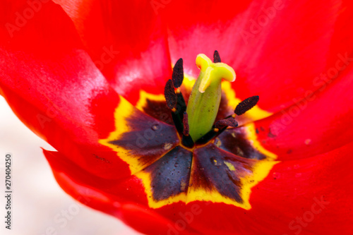  Tulip. Open tulip bud top View. 