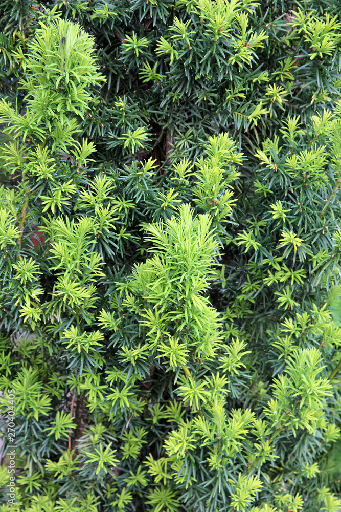 Yew tree. Growing branches with young green needles.