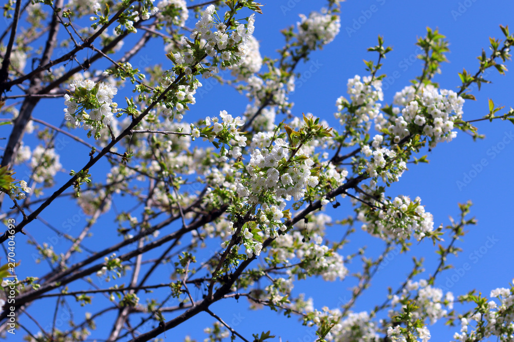 Spring time background. Cherry tree in white flowers. Blossoming cherry tree branch. Spring time background. Cherry tree in white flowers. Blossoming cherry tree branch.