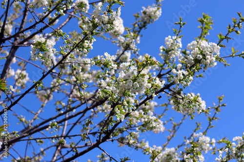 Spring time background. Cherry tree in white flowers.  Blossoming cherry tree branch.