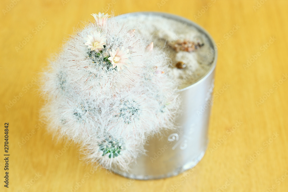 Obraz premium Flower on gray cactus with hook spines.