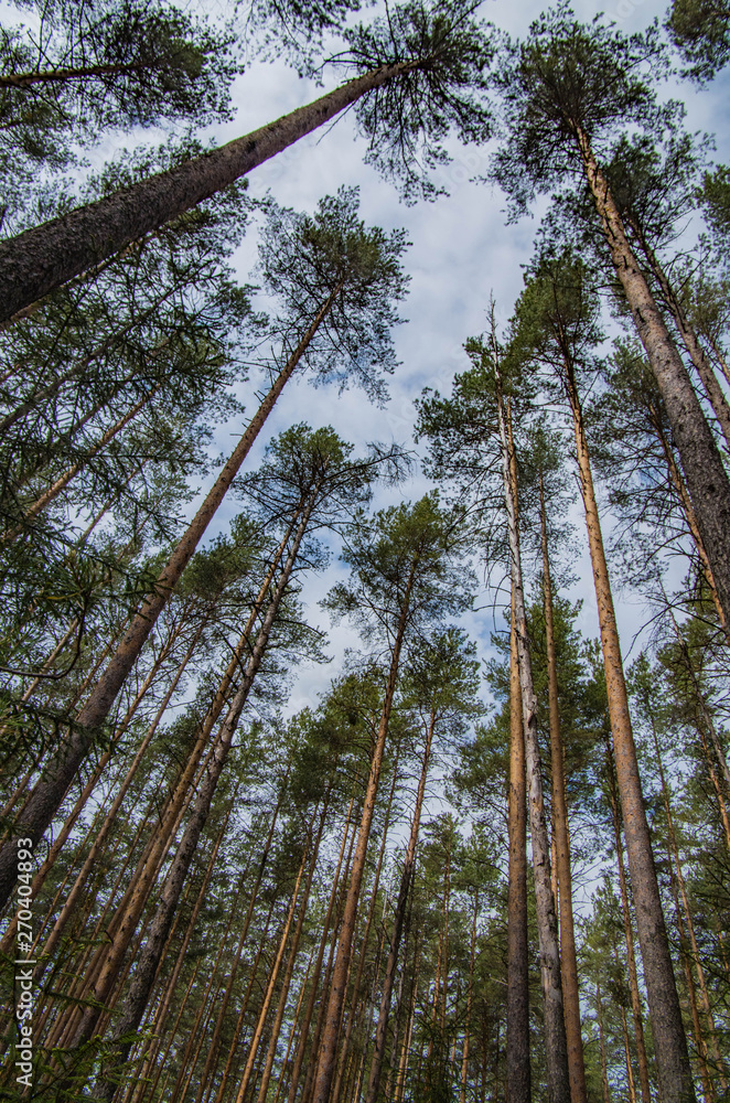 Fototapeta premium Pine forest in spring.