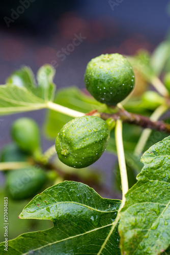 Figs growing on fig, Ficus carica 