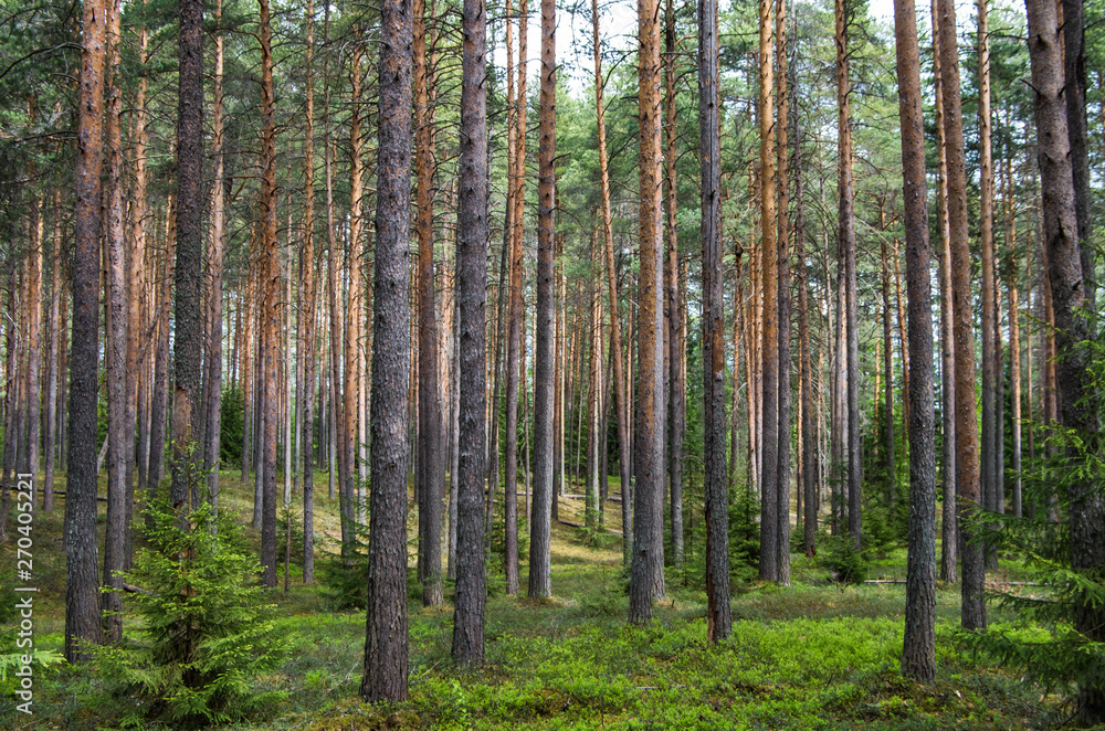 Pine forest in spring. Pine forest in spring.